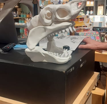 le crane d'un requin