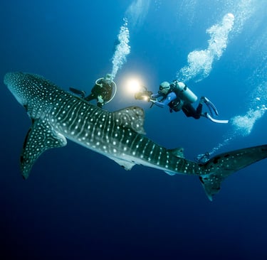  plongeurs autour d'un requin baleine
