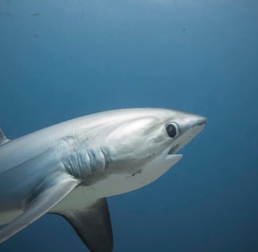 un requin renard tresher de coté nageant dans l''océan