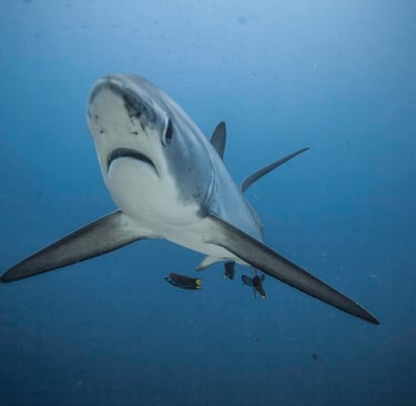 un requin renard tresher de face nageant dans l''océan