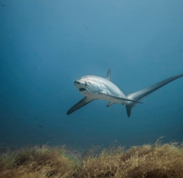 un requin renard tresher de face nageant dans l''océan