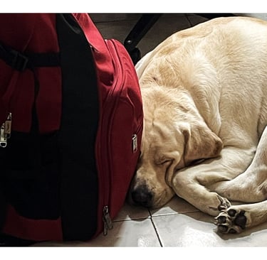 Caesar didn’t want me to leave, apparently :’)