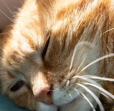 contact@ormulyce.com