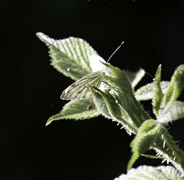 When Photographs Speak by Ormulyce