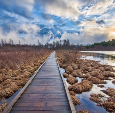 Wooden bog crossing