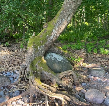 Estonie - Rocher entouré par un arbre