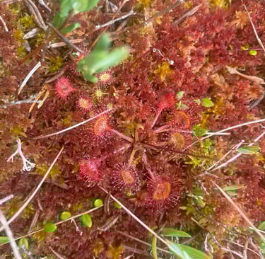 Plantes carnivores - Estonie