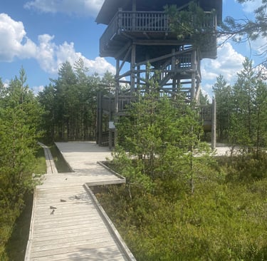 Tour observatoire Bog (marais) - estonie