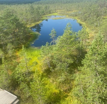 Bog (Marais) - Estonie