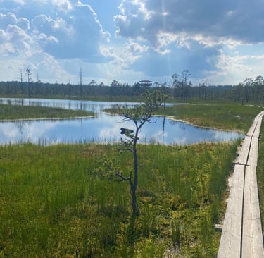 Chemin de bog (marais) - Estonie