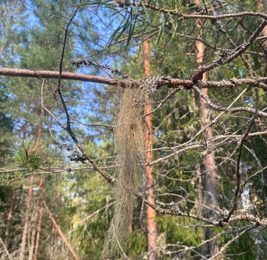 La mère des marais (lichen) - Estonie