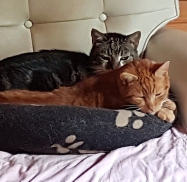 Ginger tom Rusty and his tabby brother Shere Khan curled nose to nose in a shared pet bed.