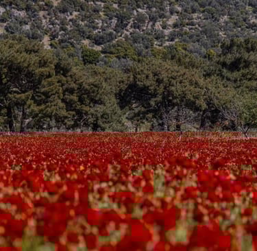 Les coquelicots annonce l'arrivée du printemps à Lesbos en Grèce