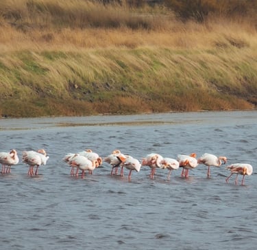 Migration de flamands roses dans le golfe de Kalloni sur l'île de Lesbos en Grèce @tonydeli7
