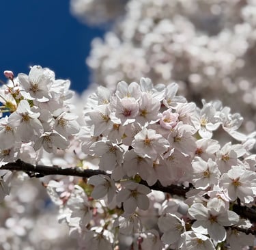 Spectacular Queenstown Cherry Blossoms