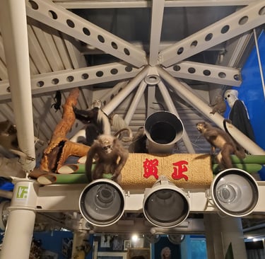 Stuffed monkeys on display in museum