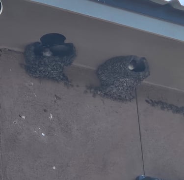 Cliff swallows in their nests made of mud