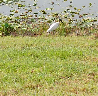 Woodstork