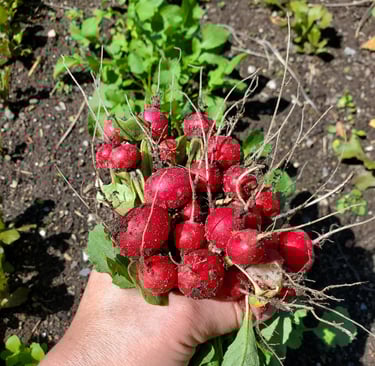 Photo of a bunch of red radishes, held in a hand, red side up, with a row of radish plants in the background