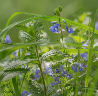 Anxiolytic Herbs and Supplements