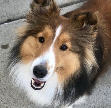 This Border Collie is a Tender Paws Therapy Dog.