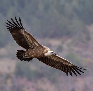 Griffon vultures soaring over cliffs in the Haute Vallée near Quillan, Aude
