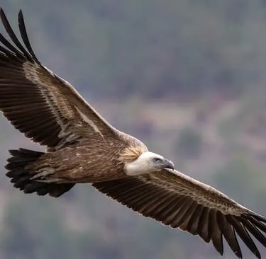 Griffon vultures flying over the Haute Vallée de l’Aude near Quillan