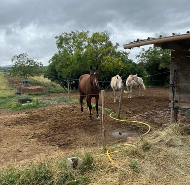 Équitation près de Quillan à Granès