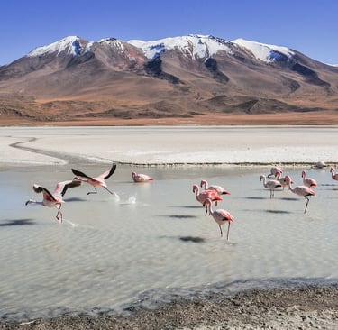 lagoa com flamingos