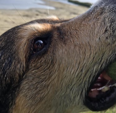 Close-up of a brown dog holding a green tennis ball 