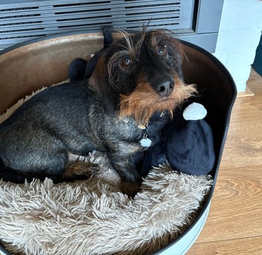 Wire-haired Dachshund puppy