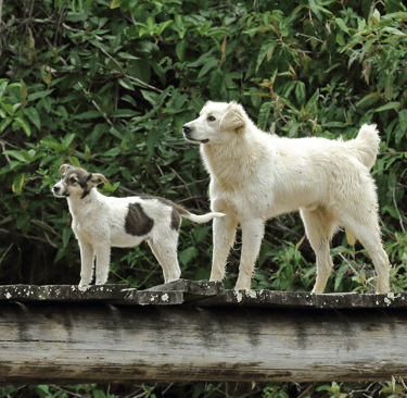 Deux chiens de taille et race différentes