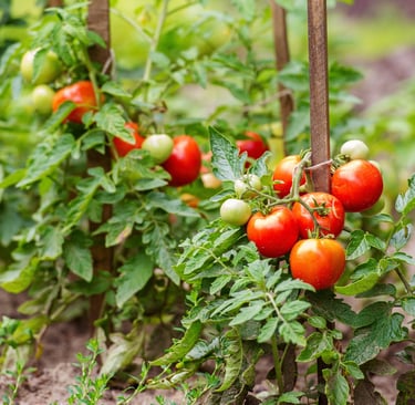 guia de cultivo del tomate