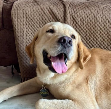 Purr Tag Customer Dog