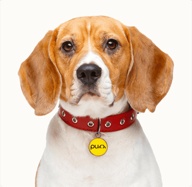 Dog Wearing Purr Tag on Red Collar