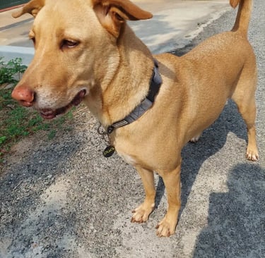 Purr Tag Customer Dog