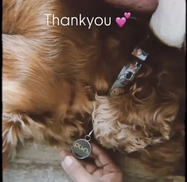 Purr Tag Customer - TV Actor Dog