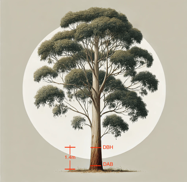 Diameter at breast height illustration on a tree
