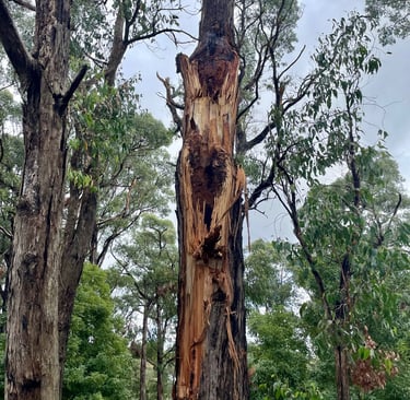 Eucalyptus tree defect