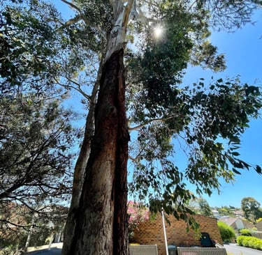 Eucalyptus tree in an urban setting with borer insect damage.