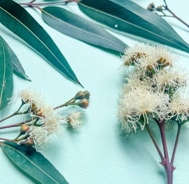Angophora tree genus inflorescence and leaf 
