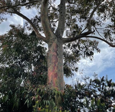 Corymbia maculata gum tree in its secondary growth stage with vibrant stem colours