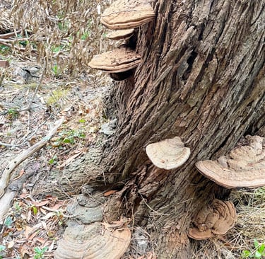 Fungal brackets on a Eucalyptus tree