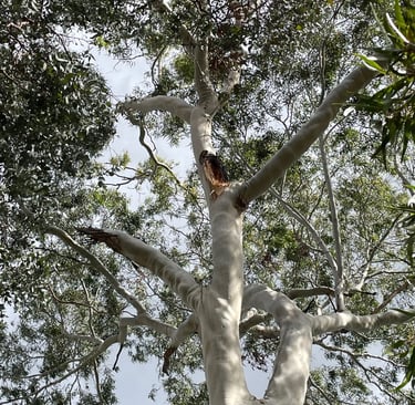 Columbia citriodora commonly known as lemon-scented gum with a history of failures in the canopy