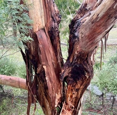 Aerial assessment of a split Eucalyptus tree