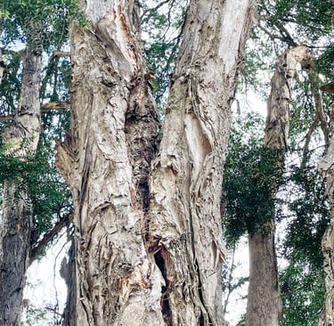 Paper bark tree with a split