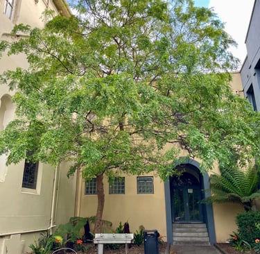 Chinese elm tree in a school setting