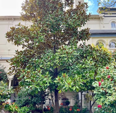 Little gem magnolia tree in urban setting