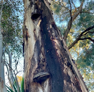 Eucalyptus tree with fungal brackets