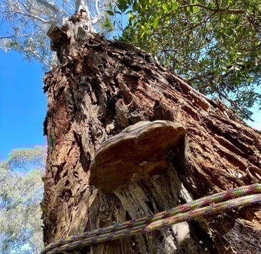 Eucalyptus with fungal bracket and arborist rope